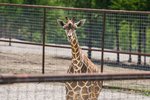 Branson's Promised Land Zoo - Branson, Missouri 2022 / 2023 Information, attraction tickets, schedule, and map